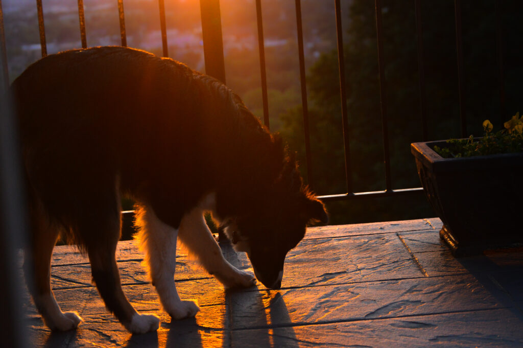 an australian shepherd sniffing the ground on a back porch at sunset