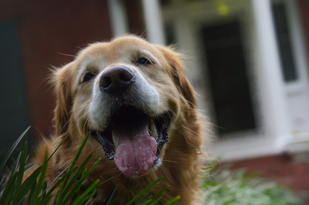 happy Delilah in the front yard