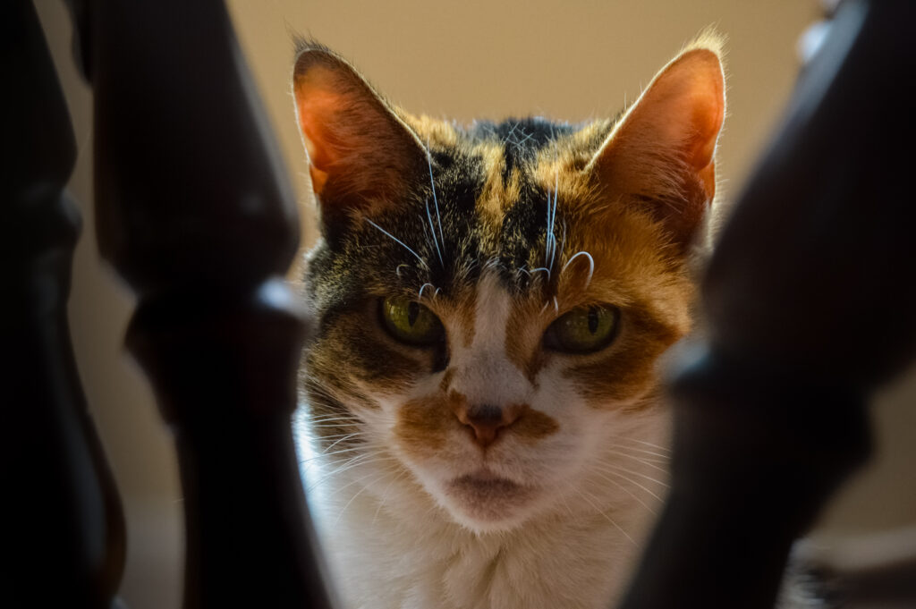 close-up photo of an orange, black, and white cat staring at the camera through out-of-focus chair legs