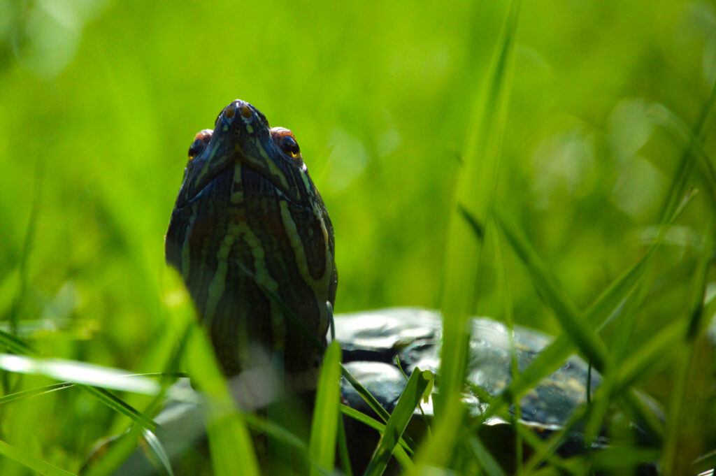 close-up of a turtle in vibrant green grass