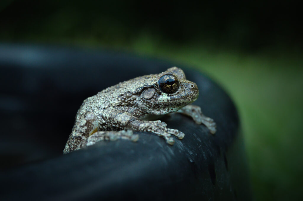 close up photo of a cope's gray tree frog