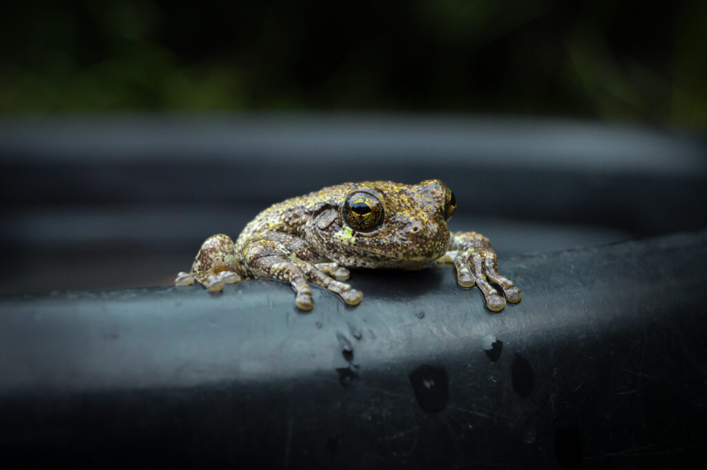 close up photo of a cope's gray tree frog