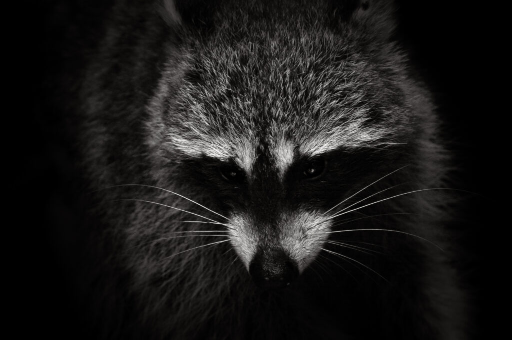 close up black and white photo of a raccoon